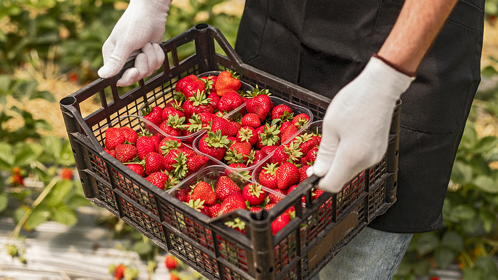 Strawberry picker's hands and a full strawberry box.