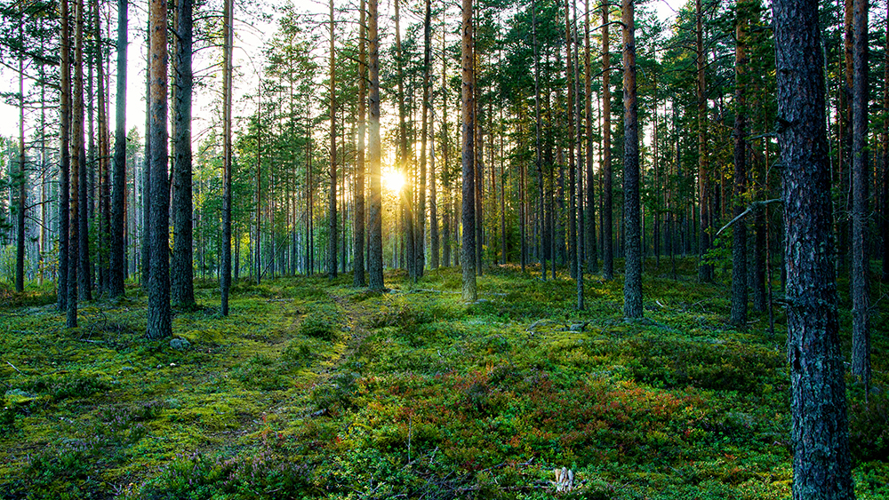 mäntymetsää