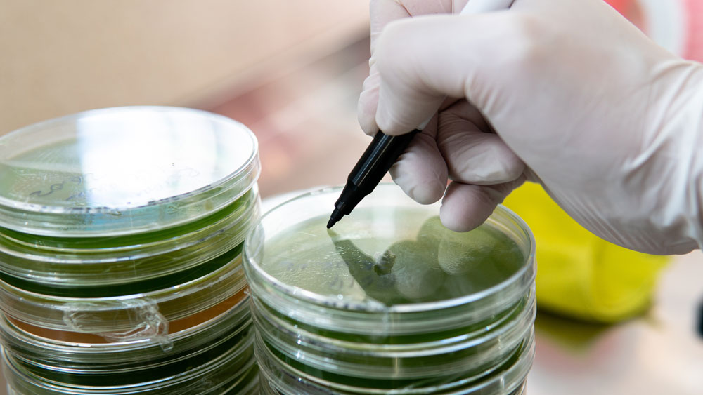 Biotalous, sienirihmasto