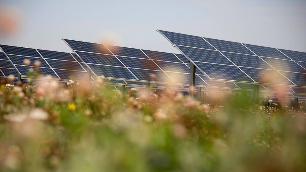 Solar panels in a meadow