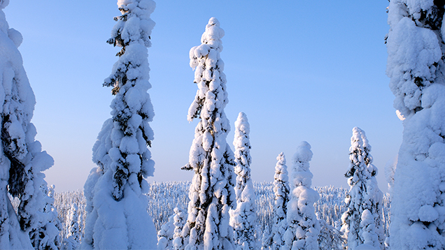 Lumisia kuusipuita talvella Suomessa.