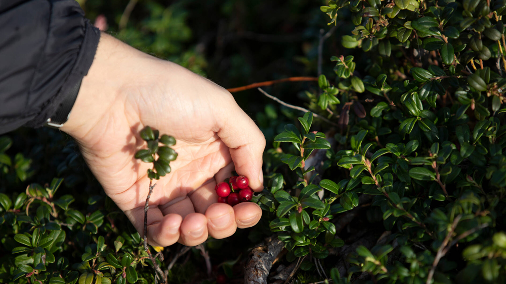 En bild som visar finska skog och en hand, som plockar röda bären.